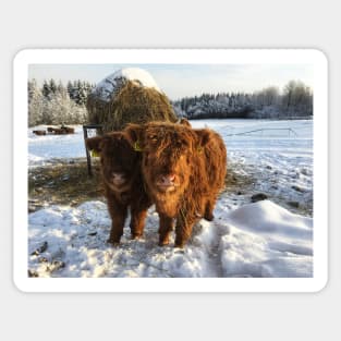 Scottish Highland Cattle Calves 1665 Sticker